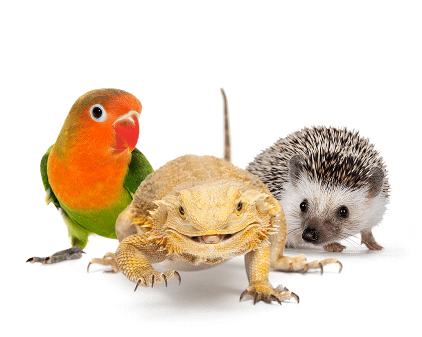 3 animals in a group