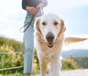 Dog on a leash