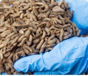 photo of larvae