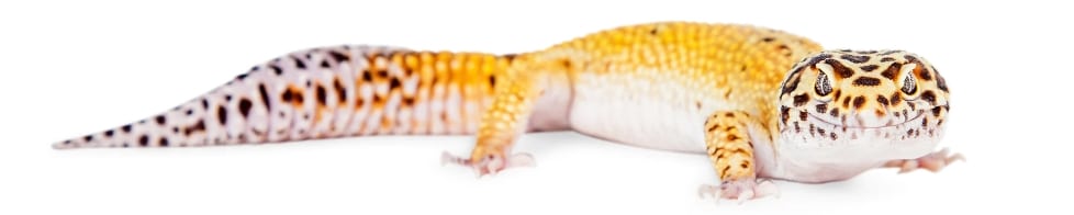 Photo of a lizard
